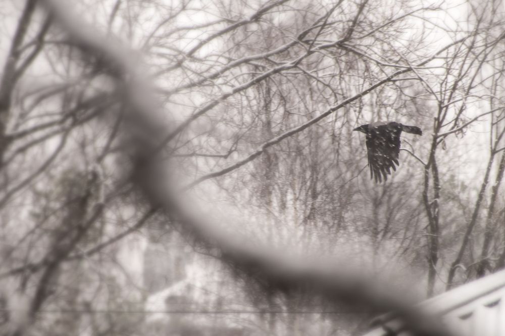 Фотография автора Шубин Евгений