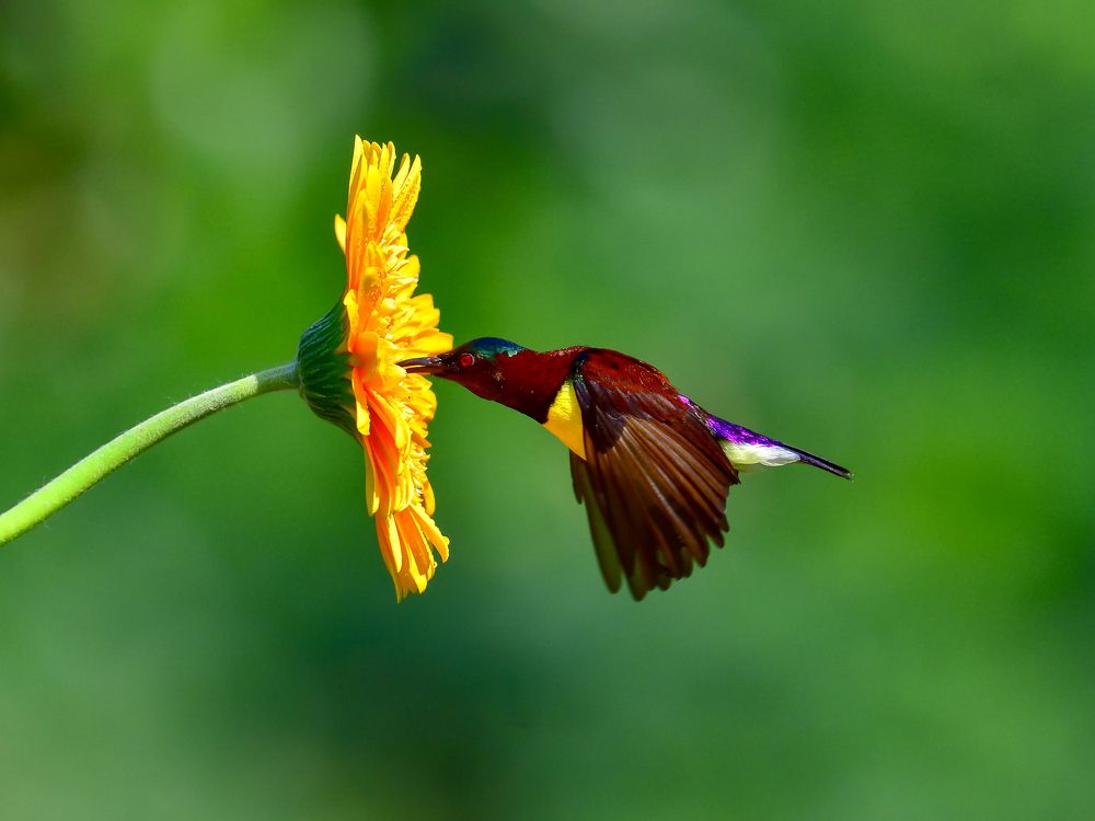 The Colourful Dart