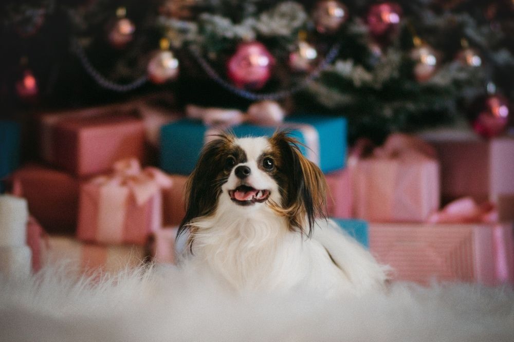 Photograph by Ангелина Ледовская