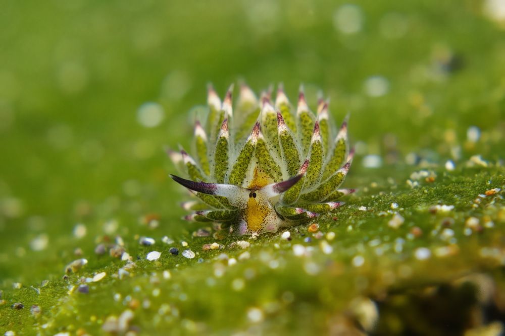 Фотография автора Владимир Чубенко
