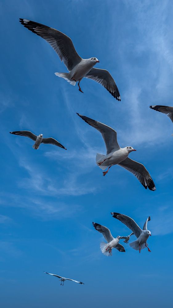 Photo #10040278