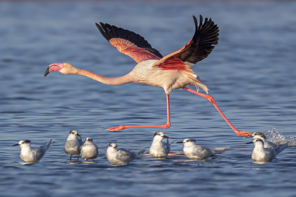 The flamingo ran with a start