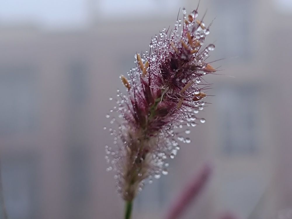 Photo #10040796