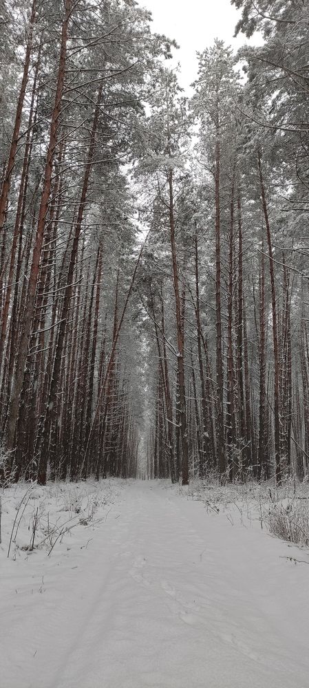 Фотография автора Васильева Ирина