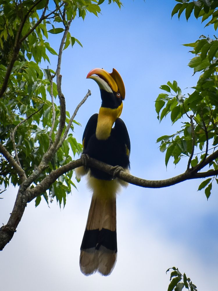 The great Indian hornbill.