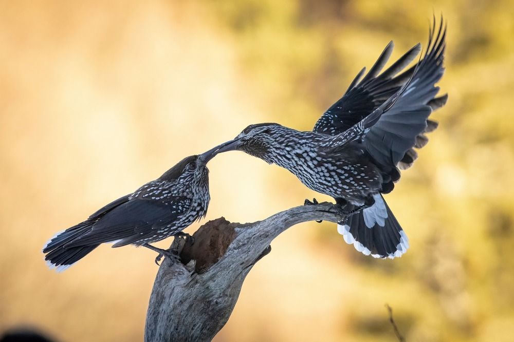 Photograph by Nikolay Stoyanov