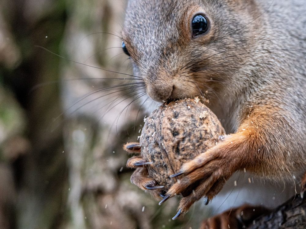 Белка за трапезой