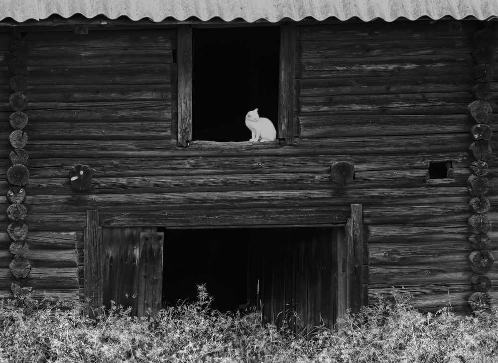 Photograph by Васенков Геннадий