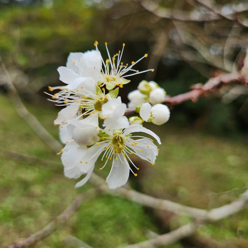 Stunning sakura flower
