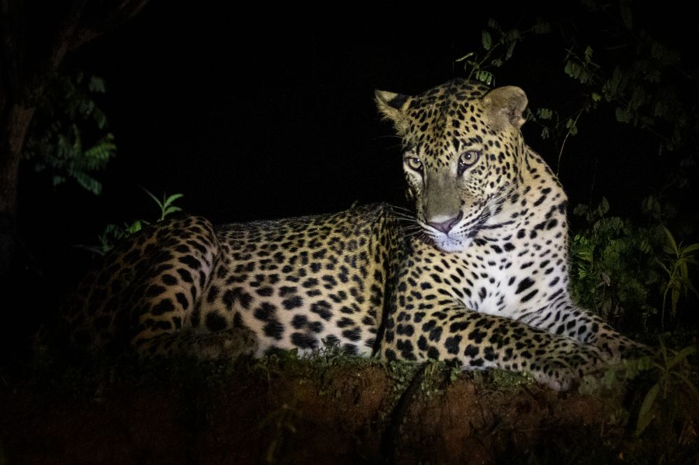 Фотография автора Rajeev Amaratunga