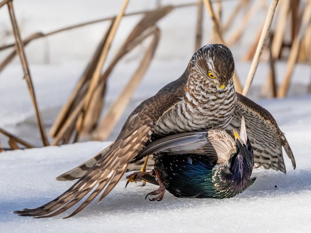 Фотография автора Инна Субботина