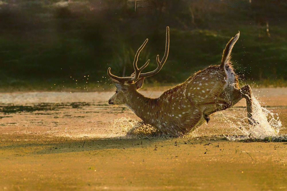 JUMP-SWIM-SPLASH-RELAX