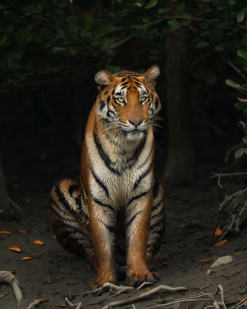 Photograph by Guha Jayanta