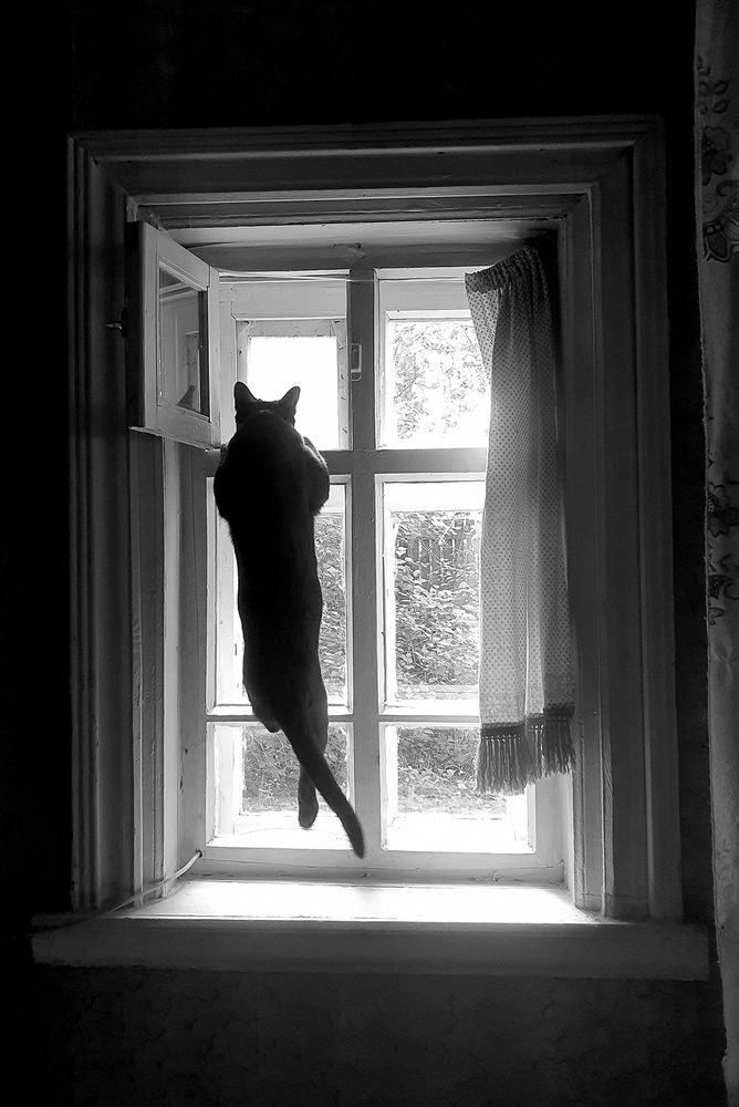 Фотография автора Надежда Лисицына