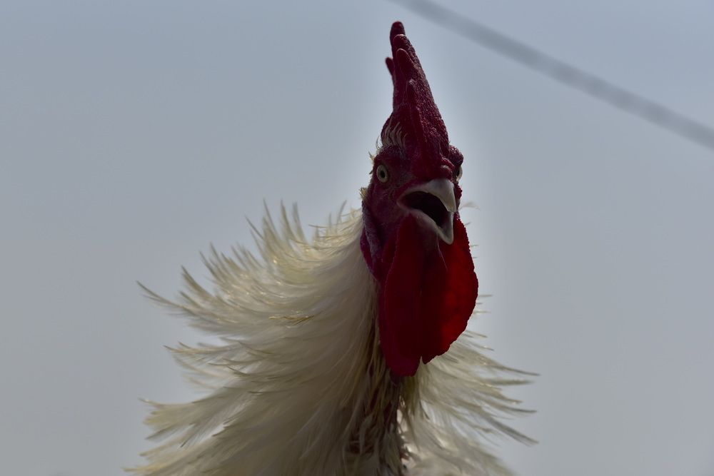 Photograph by Pujo Cahyono