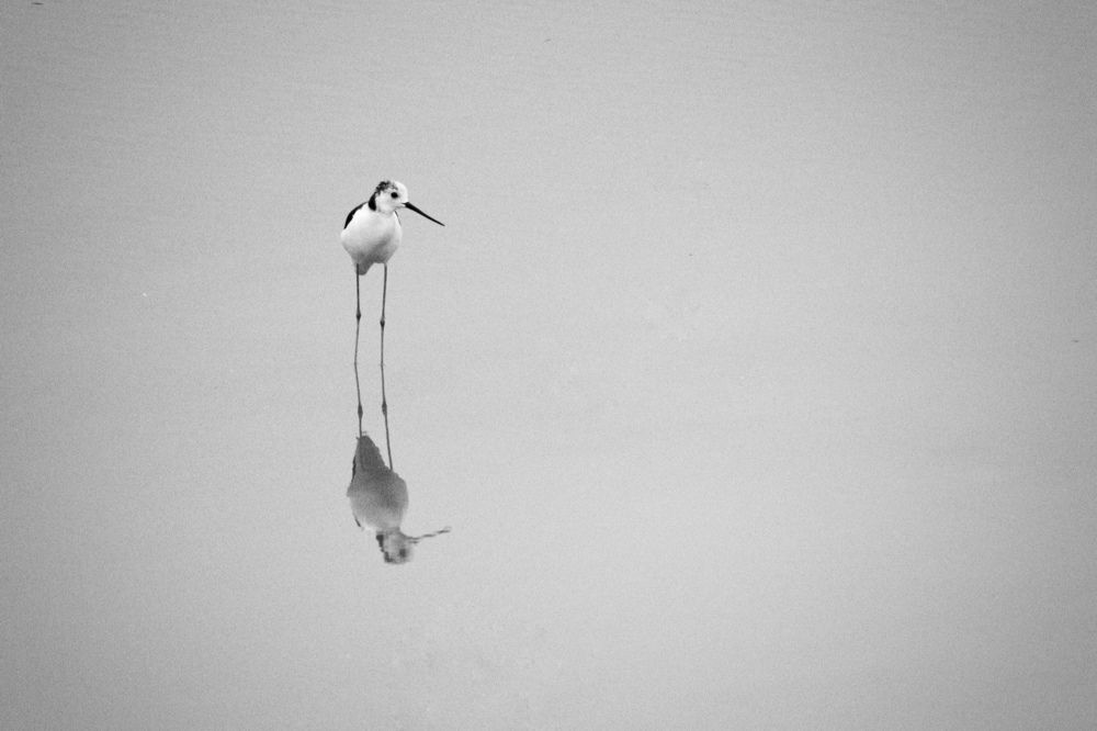 Bird in monochrome