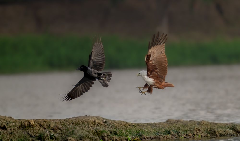 Photograph by Harsha Devalla