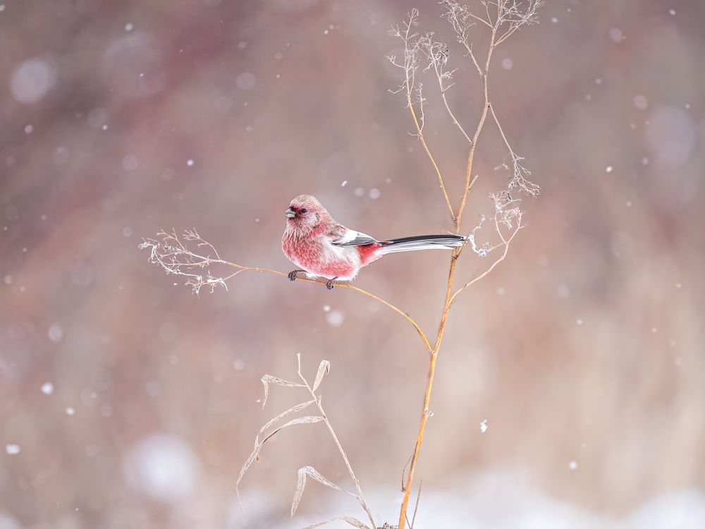 Урагус. Long-tailed rosefinch.