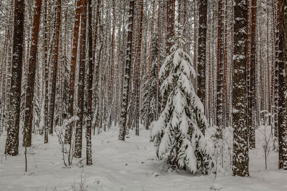 Photograph by Игорь Сидун