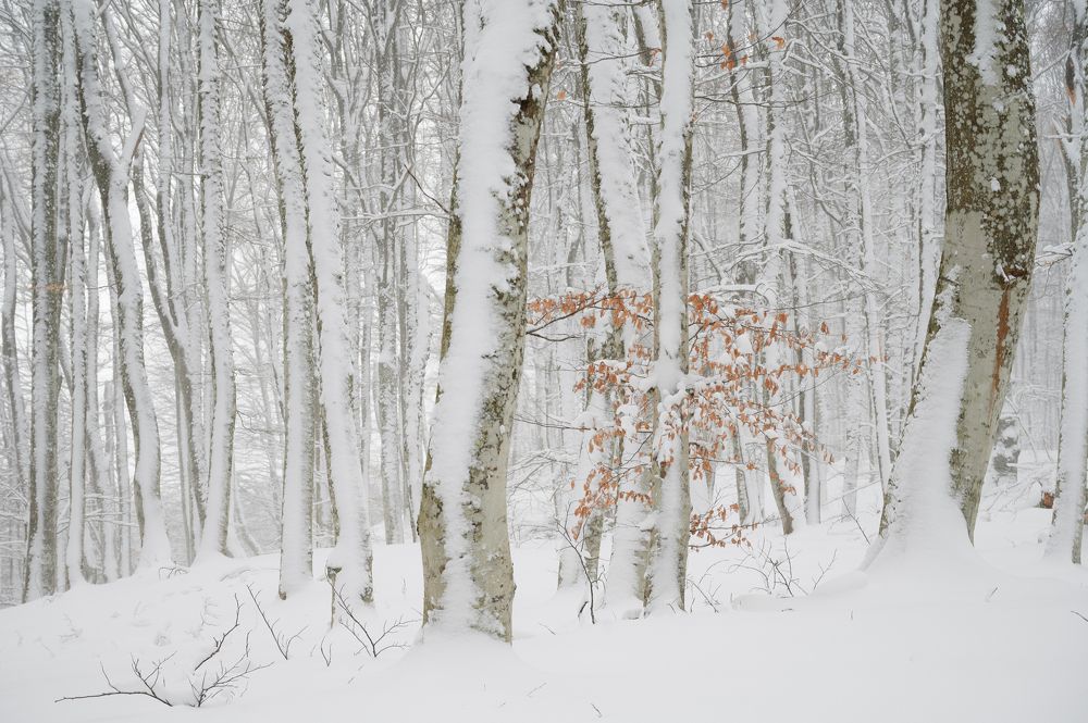 Photograph by Андрей Прищепин
