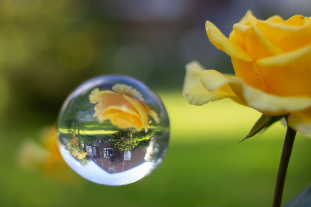 Фотография автора Светлана Кухарчук