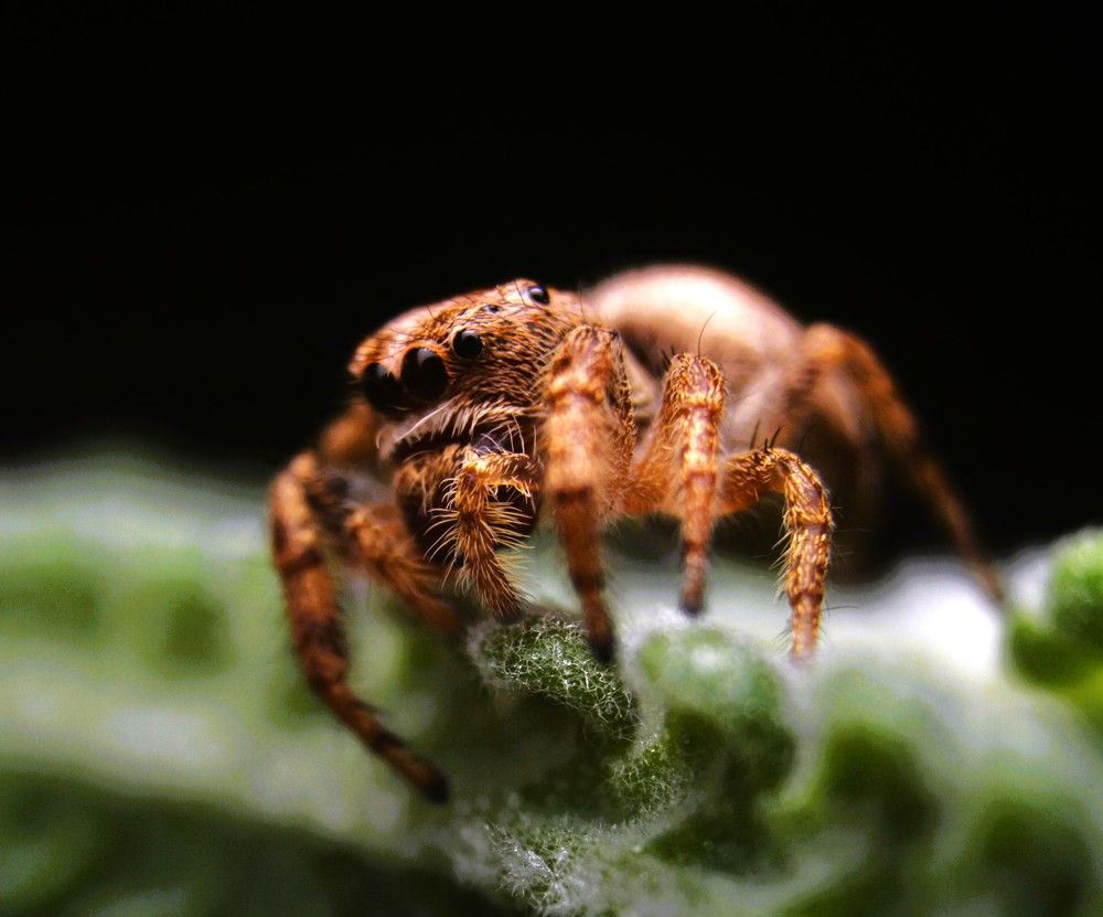 Este es mi mejor perfil