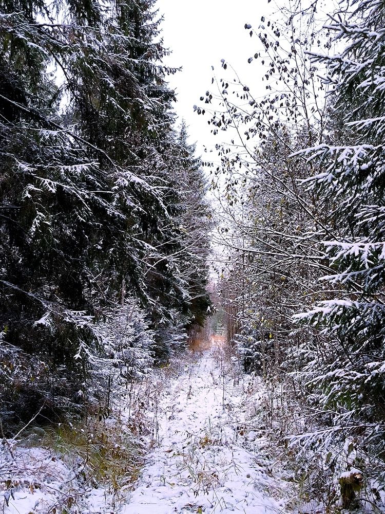 Winter Trail