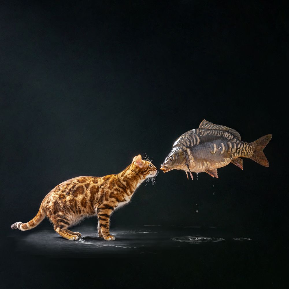 Сон Себастьяна