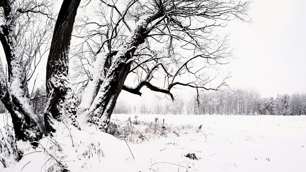 Photograph by Рязанов Юрий