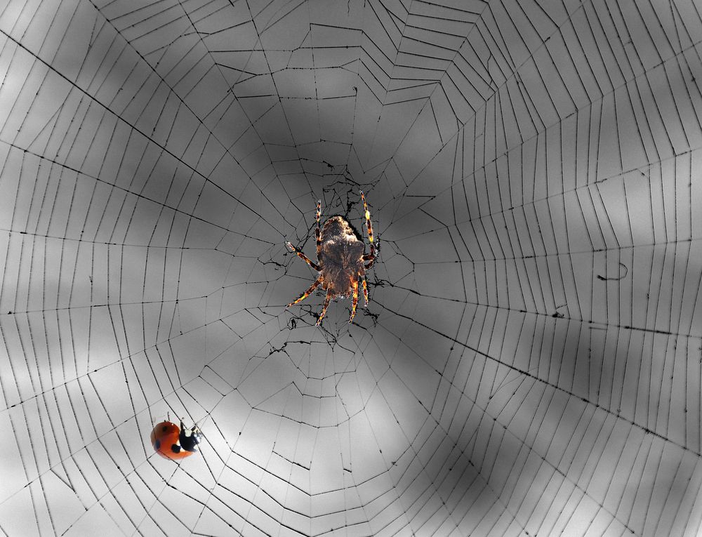 Photograph by Евгений Самулев