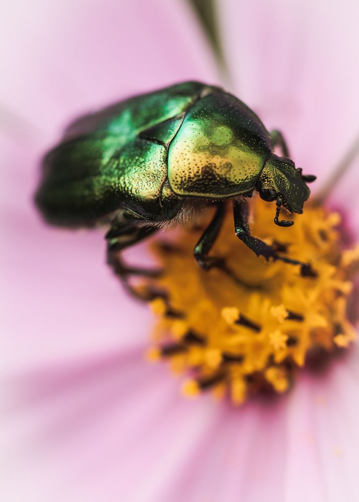 rose chafer on cosmos flower
