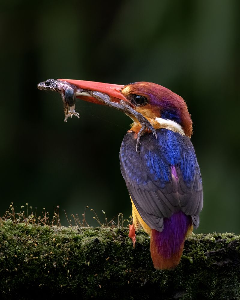 Photograph by Pompi Bera