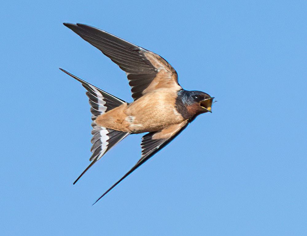 Фотография автора Mohammed sajd Abo ganem