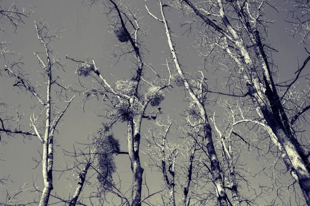 Photograph by Olga Gorokhova