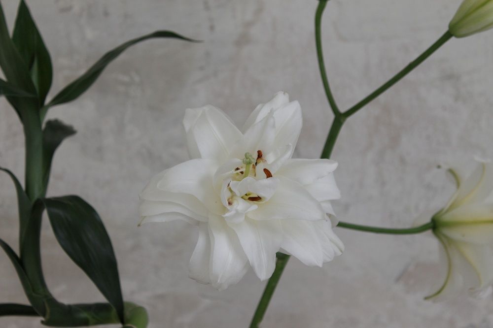 Photograph by Olga Gorokhova