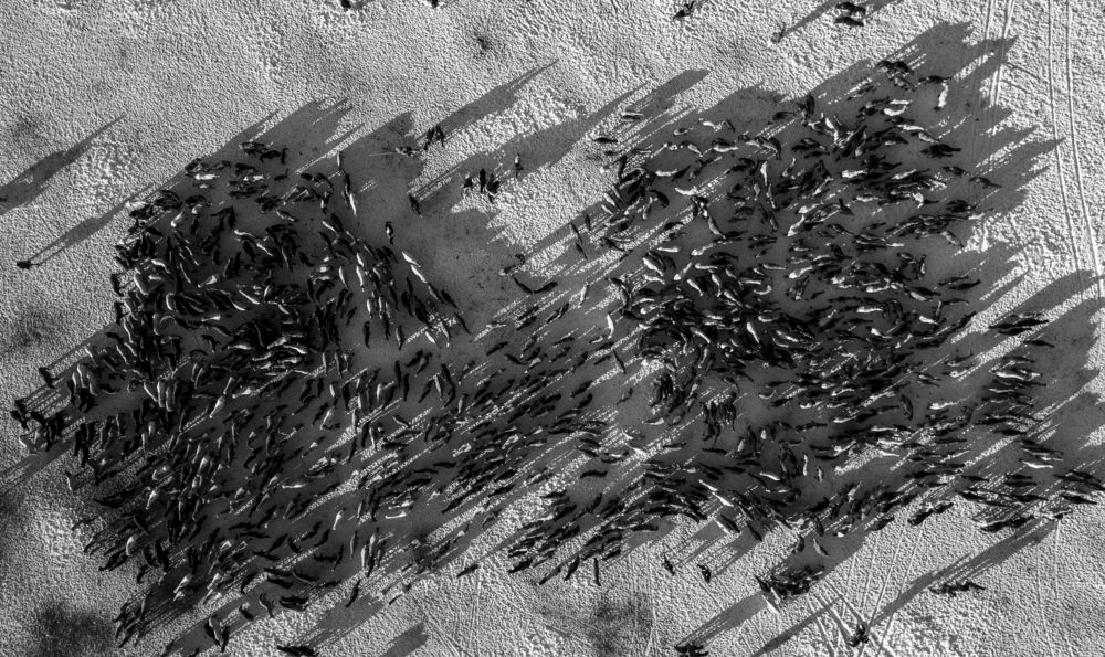 Photograph by Borjigon Bayasal