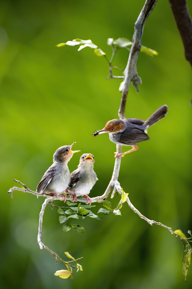 Delicious bait for kids