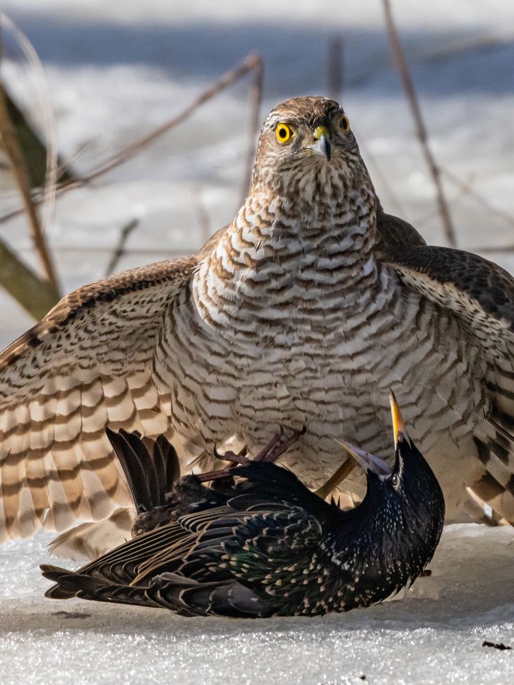 Последние мгновения жизни скворца
