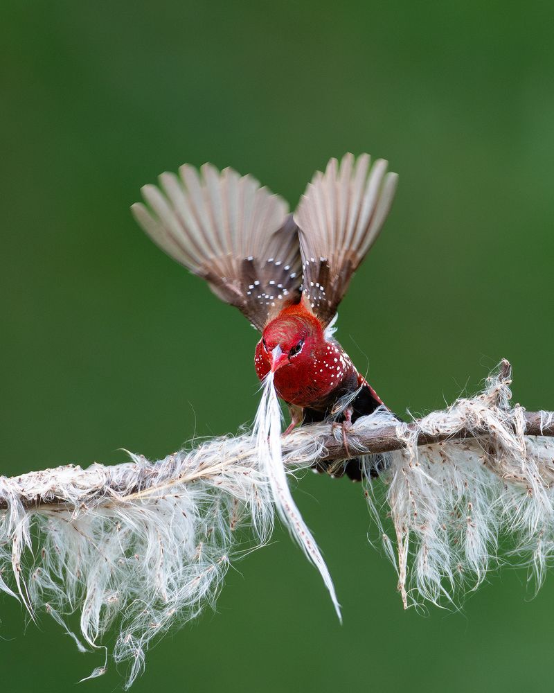 Фотография автора Mainak Halder