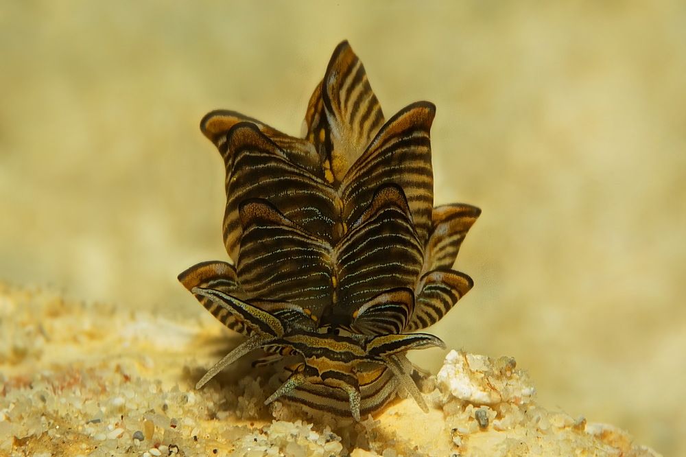 Фотография автора Владимир Чубенко