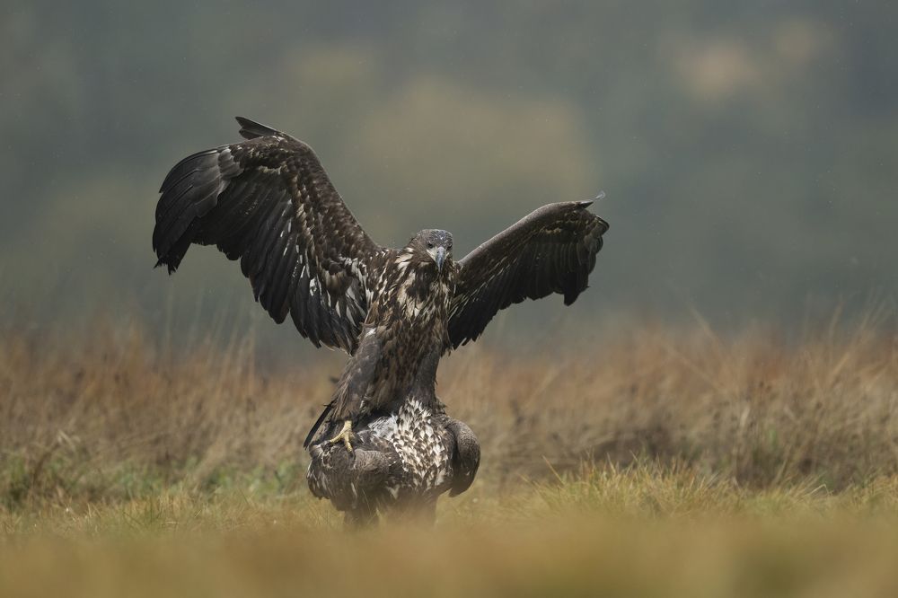 Photograph by Ernestas Balcikonis