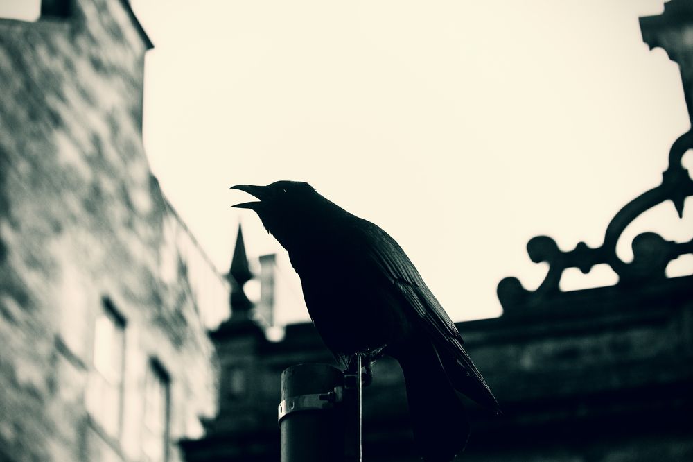 The crow