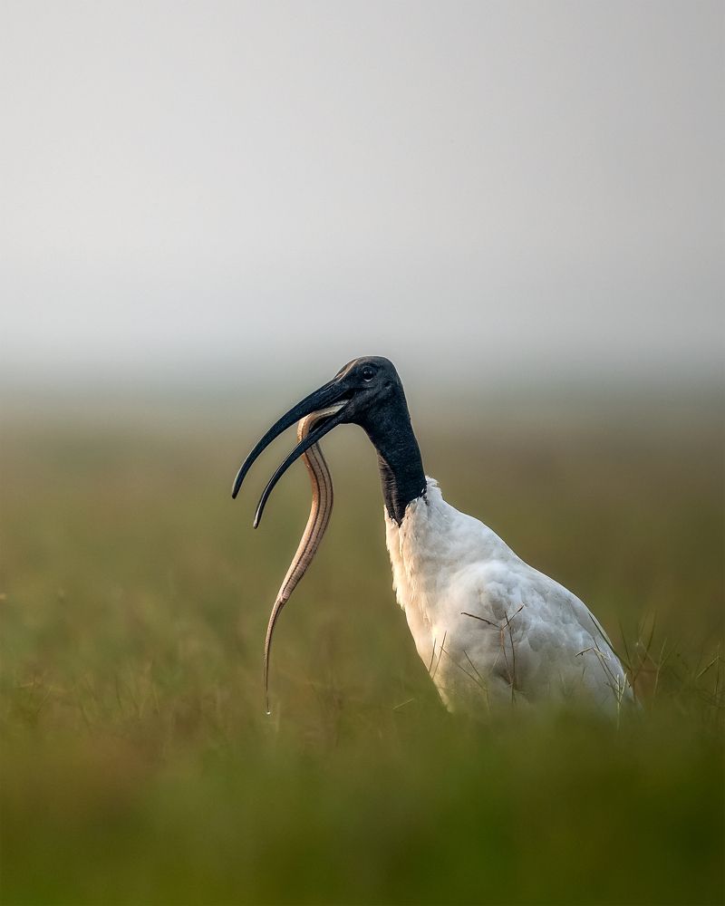 Black headed Ibis