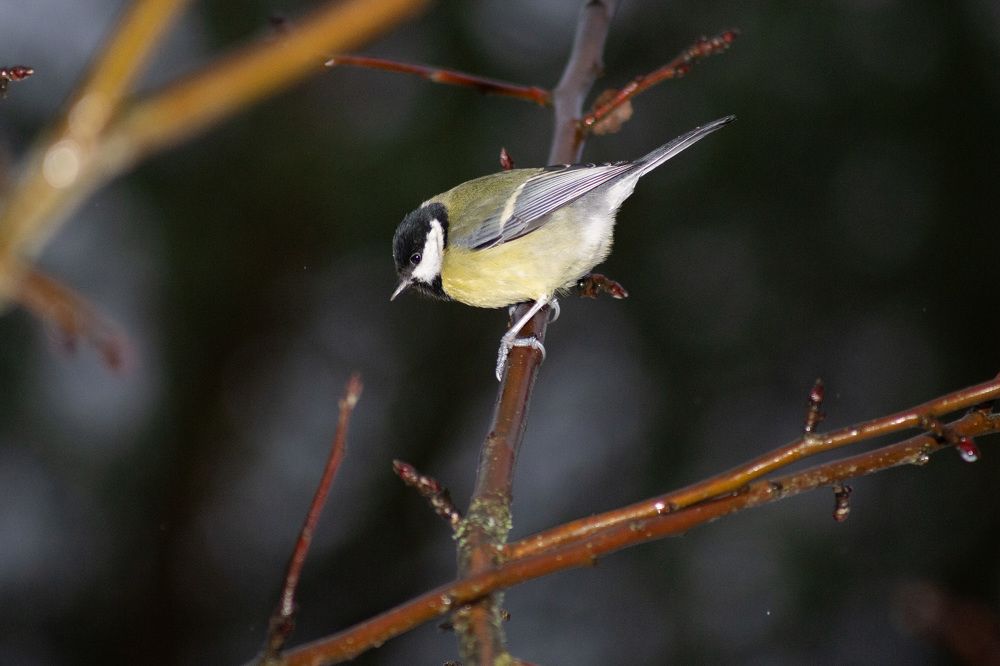 Photograph by Михаил Беликов