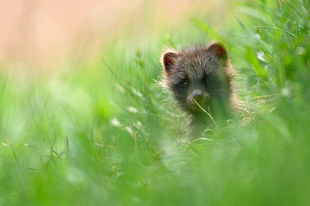 Photograph by Kreicbergs Maris