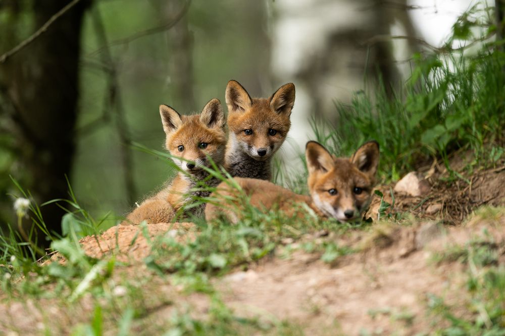 Photograph by Kreicbergs Maris