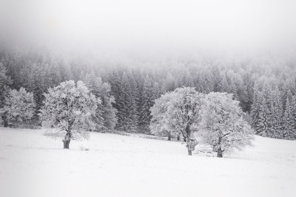 Photograph by Adrian Grigore