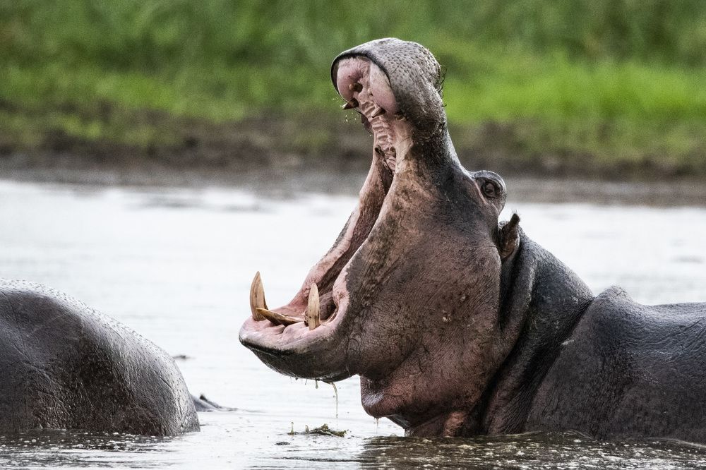 Photograph by Алексей Шаскольский