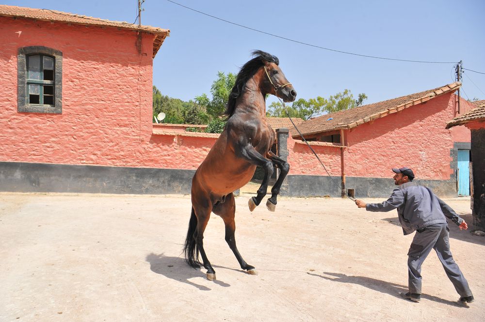 Photograph by Kaouche Mohamed