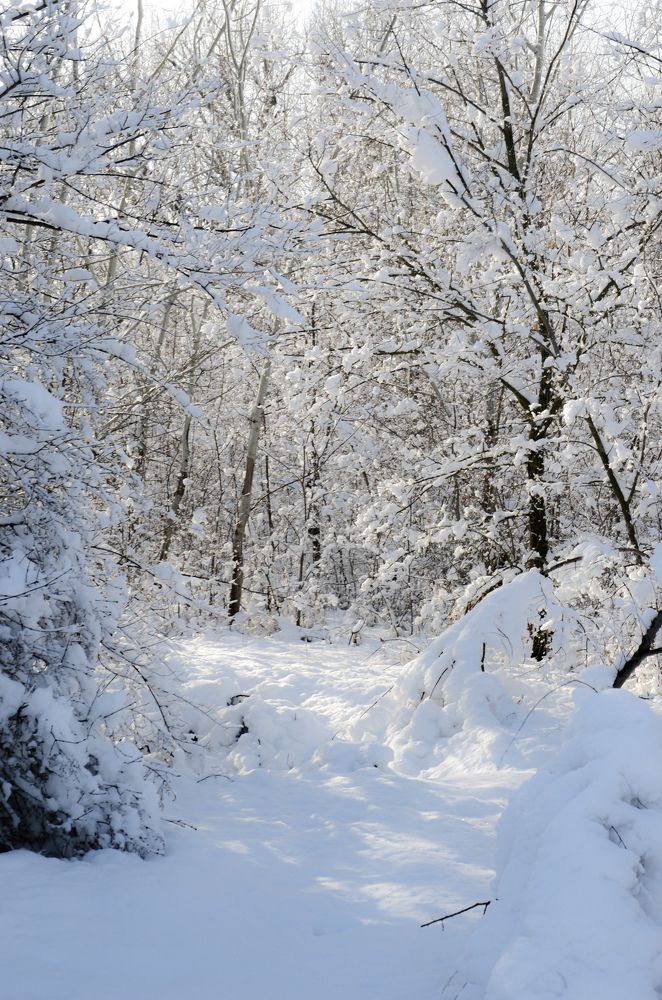 Фотография автора Наталья Алексеева